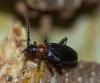 Anidorus sanguinolentus